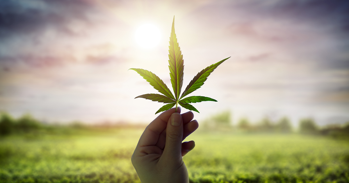 How to export cannabis (and import it, too): What Canada’s regulations say