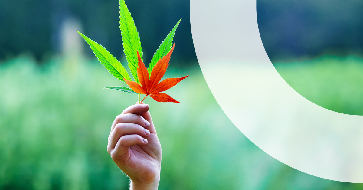 Homegrown: The Emerging Cannabis Market in Canada