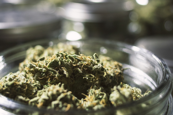 Cannabis strains: Industry risks and warning signs
